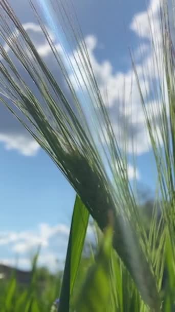 暖かい太陽の下で作物を熟す 風は波を作り出す畑で太い大麦を揺れます パンを作るための穀物畑 — ストック動画