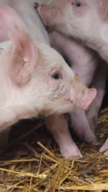 Young pigs in the farm yard. Pigs in a pigsty on a pig farm. Modern Agricultural Pigs Farm