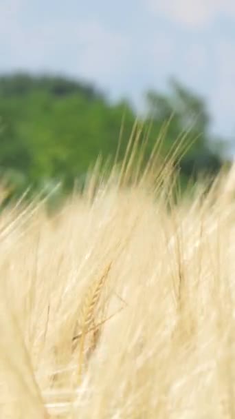Поле Созревания Пшеницы Фоне Голубого Неба Колючки Пшеницы Зерновыми Коктейлями — стоковое видео