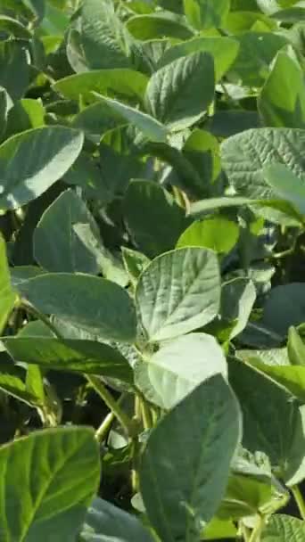 Soybean Soy Field Green Plants General Plan Nature Agriculture Organic — Stockvideo