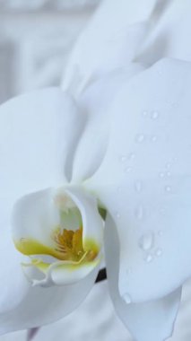 Close-up of a white orchid flower with water drops. Drops of water fall on a blooming orchid.