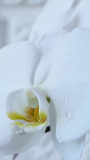 Primer Plano Una Flor Orquídea Blanca Con Gotas Agua Gotas — Vídeo de stock