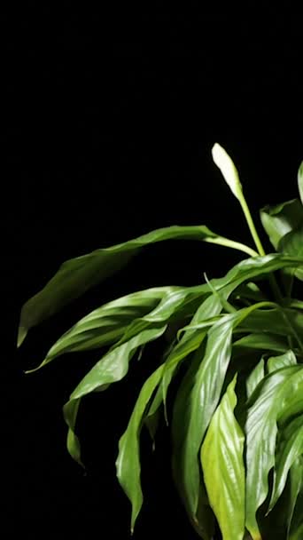 Revitalization Spathiphyllum Pouring Indoor Plants Withered Leaves Peace Lily Erecting — Αρχείο Βίντεο