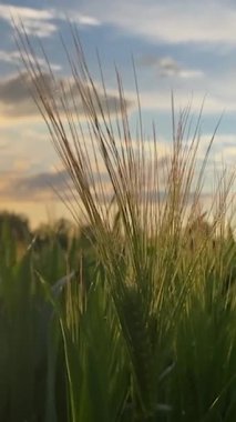Agriculture. Ripening crops under the warm sun. Wind sways thick barley in a field creating waves. A cereal field for making bread.