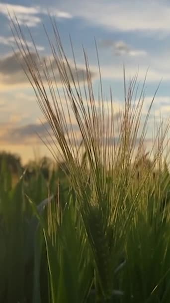 Agriculture Ripening Crops Warm Sun Wind Sways Thick Barley Field — Stockvideo