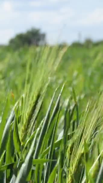 Agriculture Ripening Crops Warm Sun Wind Sways Thick Barley Field — Video