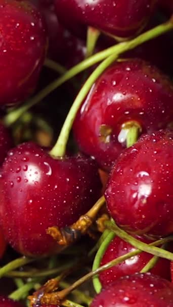新鲜多汁的湿红樱桃轮换 鸟儿樱桃浆果 循环运动4K — 图库视频影像