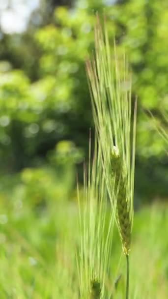 Young Green Ears Wheat Wheat Field Grows Bread Traditional Farming — kuvapankkivideo