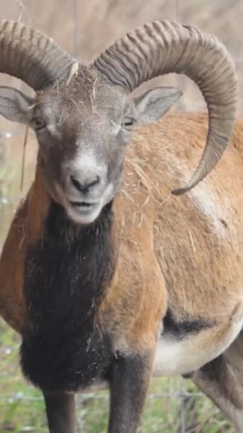 大きな角を持つ野生のラム 手付かずの自然の中の動物 森の中のムフロン 野生の羊の野生動物 — ストック動画