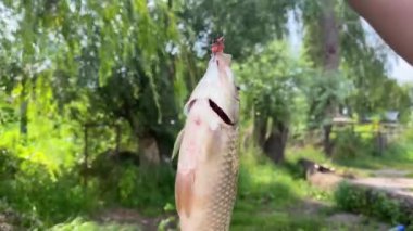 Close-up crucian carp hanging on fishing rod hook with blurred lake at dusk at background. Freshwater fish outdoors. Fishing catch and hobbies concept 4k