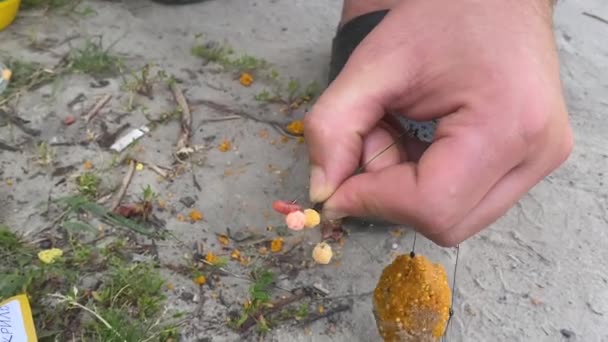 Maggot Hook Good Fishing Bait Fishing Baits — Stok video