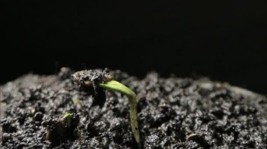 Tohumlu balkabağı filizlenmesi toprak diziliminden gelişen evrim zaman kavramının yan görüntüsü. Çekimler kök salar ve yerden çıkar. Organik sebzeler yetiştirmek için sera. Camın arkasında mikro yeşil filizlenir