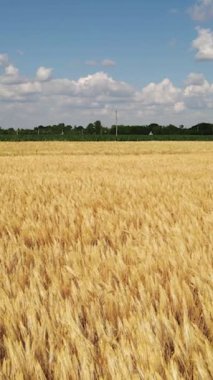 Aerial view of beautiful vast yellow field of ripe wheat plants. Drone shot of agricultural work and concept of food industry