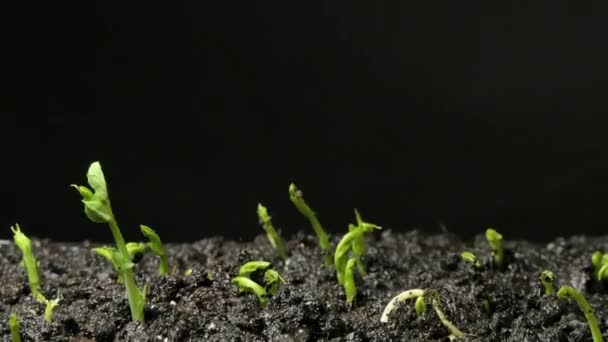 Časová Prodleva Záběrů Hrášku Vyrůstajícího Úrodné Tmavé Půdy Malé Rostliny — Stock video