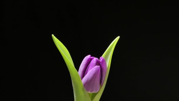 Purple Tulip Flower Black Background Time Lapse — ストック動画