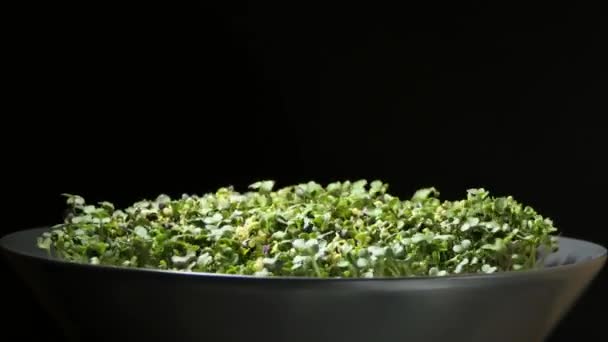 Выращивание Микрозеленых Растений Времени Ростки Прорастают Новорожденным Растением Использования Почвы — стоковое видео