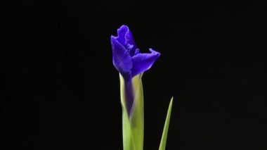 Time-lapse of growing blue iris flower. macro, easter, spring, valentines day, holidays concept 4k