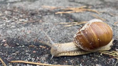 Close-up of a snail slowly creeping in the sunset sunlight. 4k