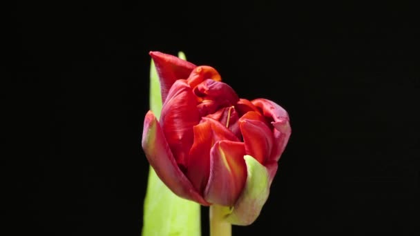 红色郁金香花在黑色背景4K上绽放的时间 — 图库视频影像