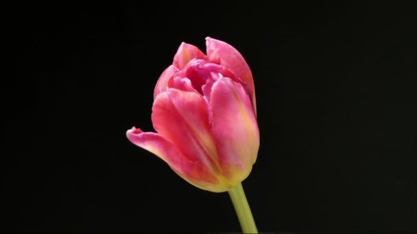明亮的粉色条纹郁金香花在黑色背景下缓慢绽放 喜庆花束 — 图库视频影像