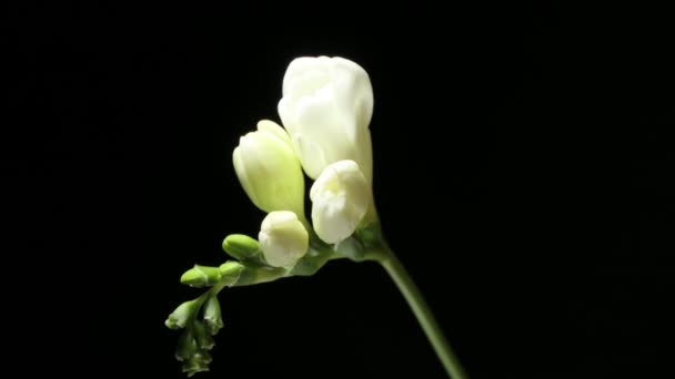 Περίοδος Καλλιέργειας Ενός Λουλουδιού Της Λευκής Φρέζιας Διαθλά Τον Klatt — Αρχείο Βίντεο
