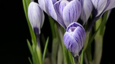 Timelapse of flowering crocus on a black background 4K