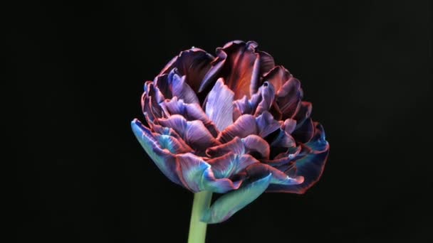 チューリップ 黒を背景に鮮やかな青の縞模様のカラフルなチューリップが開花する チューリップのタイムラプス春の花束 オープニング クローズアップ お祝いの花束 — ストック動画