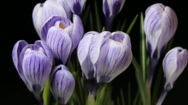 Spring Beautiful 8 march Flower Time Lapse 4K