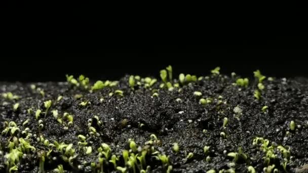 Cultivation Plants Spring Timelapse Germination Seedlings Newborn Watercress Greenhouse — Stock Video