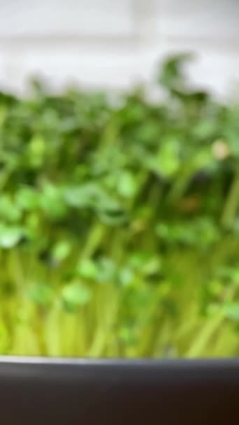 Rotação Microgreens Alface Fundo Branco Germinação Plantas Mostarda Verde Brotos — Vídeo de Stock