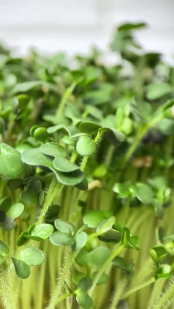 叶绿素在白色背景上的轮作 绿色芥末植物的萌发 多汁的嫩芽在容器里 谷物种子的萌发 健康食品和自然产品 — 图库视频影像