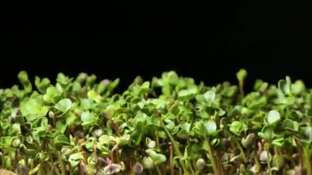Гірчичні Проростки Мікро Зелені Рухаються Часі Ідеальний Органічний Харчовий Фон — стокове відео