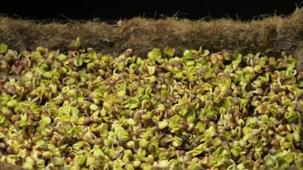 Выращивание Микрозеленых Растений Времени Ростки Прорастают Новорожденным Растением Использования Почвы — стоковое видео
