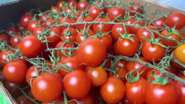 Färsk Tomatskörd För Traditionell Italiensk Mat Ekologisk Odling Autentisk Video — Stockvideo