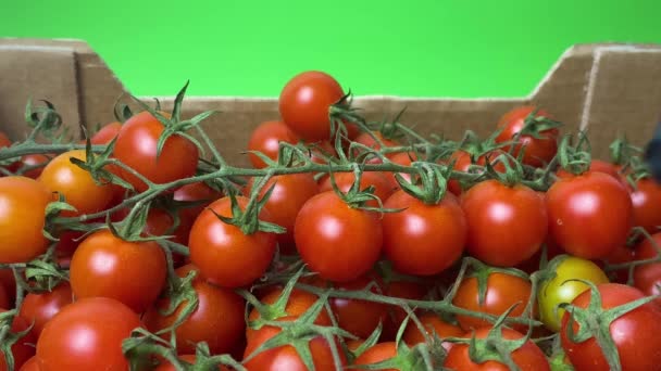 Bonden Holder Ferske Modne Røde Tomater Bondemarkedet Utendørs Økologiske Grønnsaker – stockvideo