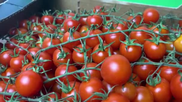 Tomate Branch Touch Agricultor Inspeciona Colheita Tomate Tomates Orgânicos Maduros — Vídeo de Stock