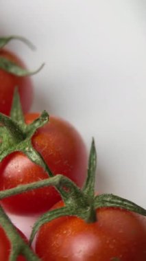 Serada yetişen güzel kırmızı domatesler, bir damla su. Çiğ organik sebzeler yiyecek taze domates vişnesi. Detoks diyeti taze domates. Bahçede organik hasat, tarım, tarım.