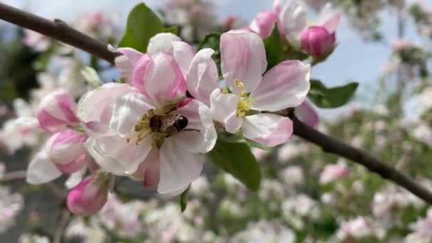 Çiçek Açan Ağaç Arı Meyve Bahçesindeki Beyaz Çiçeklerden Polen Toplar — Stok video