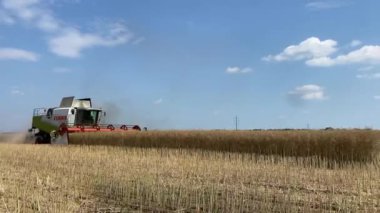 Buğday hasadı. Buğday hasadı makası. Hasat makinesi, yazın gün batımında tarla tarlasında altın olgun buğday tarlası hasat ediyor..
