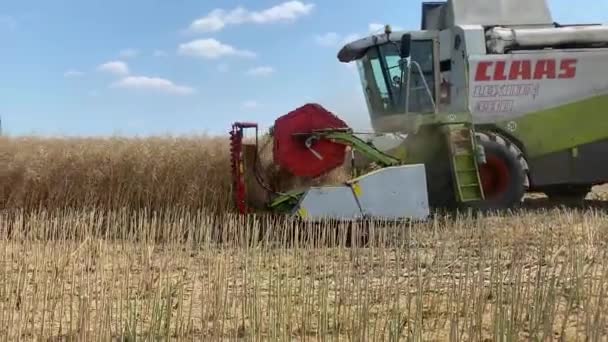 Combine Harvester Harvests Wheat Wheat Shears Combined Field Steadicam Shot — Stock Video