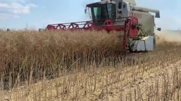 Combina Campo Vista Cosechadoras Temporada Recolección Cultivos Centeno Cebada — Vídeos de Stock