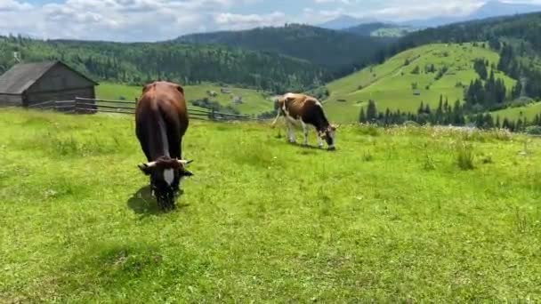 Slow Motion Niesamowite Krowy Mleczne Pięknej Łące — Wideo stockowe