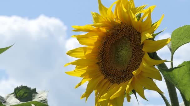 Sonnenblumen Auf Blauem Himmel Hintergrund Felder Mit Sonnenblumen Sommer Agrarindustrie — Stockvideo