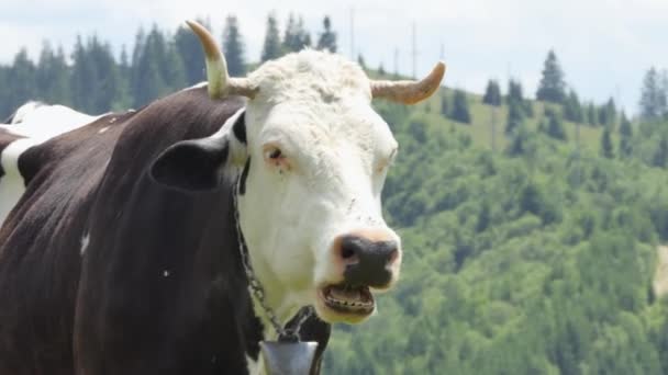 Zwart Wit Grappige Koe Kauwt Het Dier Kijkt Naar Camera — Stockvideo