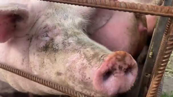 Schweinemastanlage Mit Vielen Schweinen Moderne Landwirtschaftliche Schweinemast Schmutzige Schweine Sitzen — Stockvideo