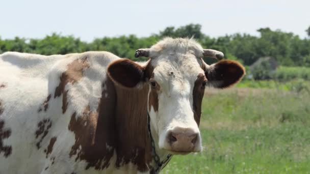 Close Uma Cabeça Vaca Com Sino Pescoço Comendo Grama Prado — Vídeo de Stock
