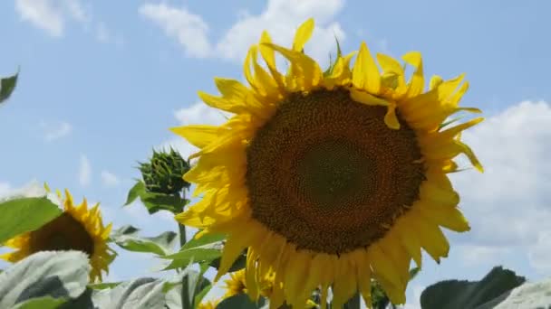 Krásná Pole Slunečnicemi Létě Paprscích Jasného Slunce Obilí Zrající Poli — Stock video