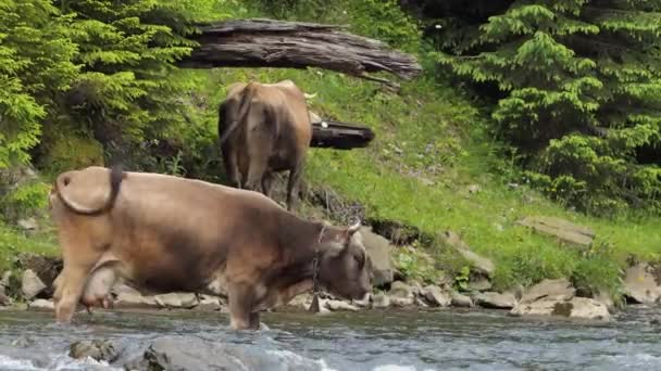 Eine Herde Kühe Auf Einer Grünen Wiese Neben Dem Fluss — Stockvideo