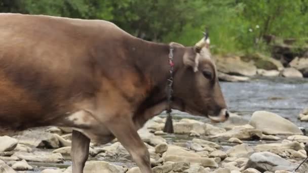 Eine Kuh Mit Kuhglocke Weidet Auf Einer Grünen Wiese Auf — Stockvideo