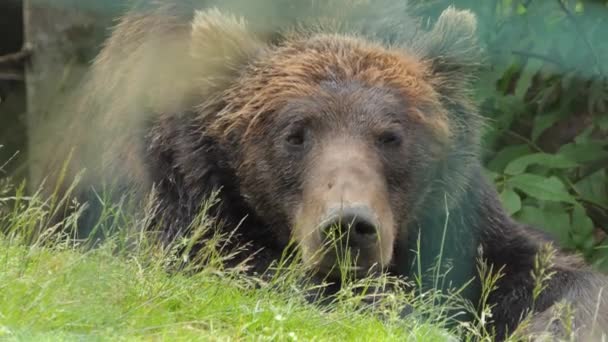 Ekstremalne Zbliżenie Niedźwiedzia Grizzly Górach Grouse Schronienie Dla Zagrożonych Gatunków — Wideo stockowe
